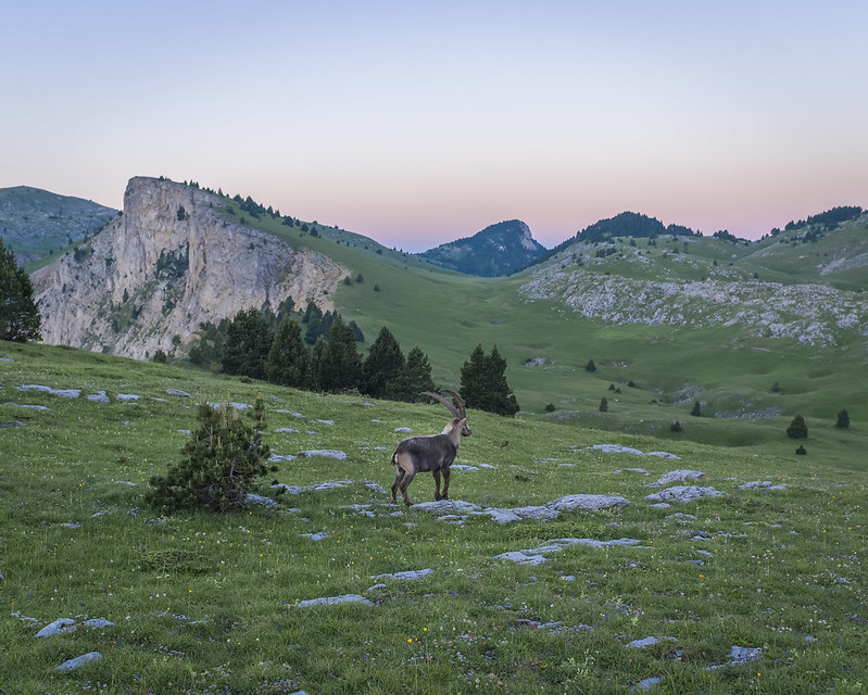 Hauts plateaux vue sur massif bouquetin