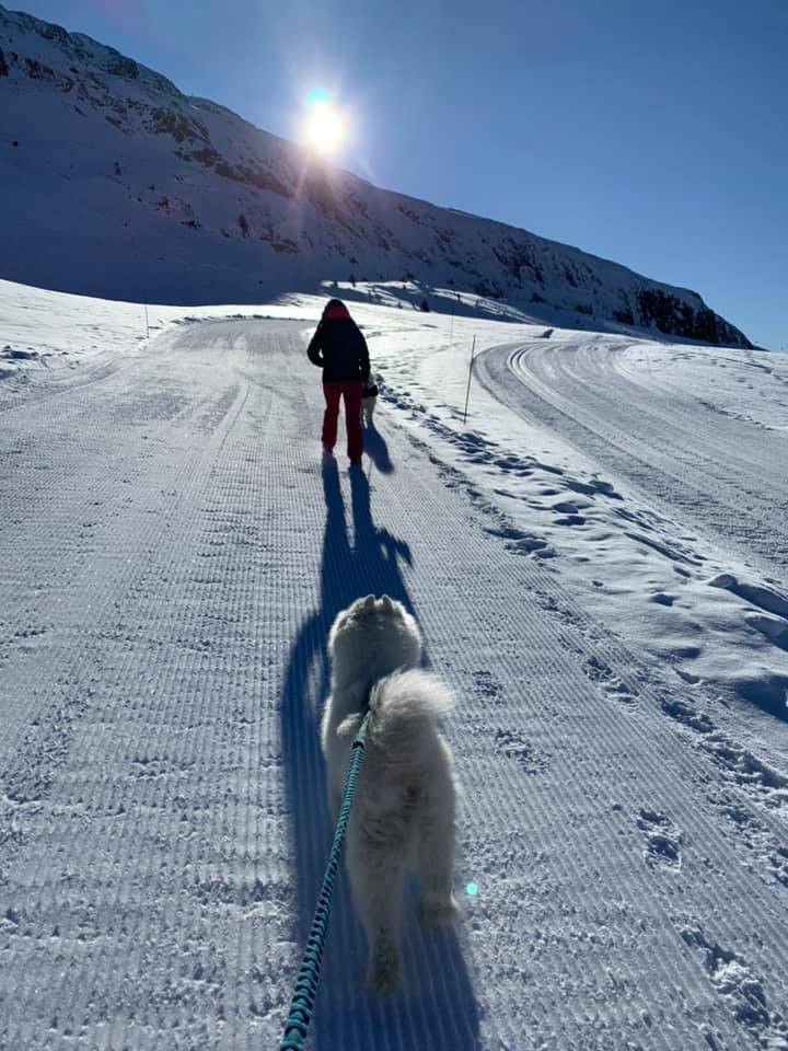 Oisans - Cani-raquettes