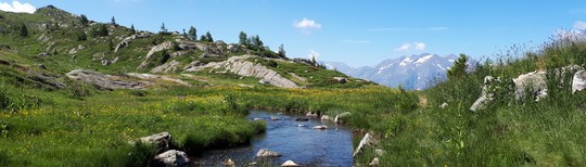 Lac montagne fleurs