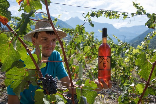 vigneron vigne bouteille de vin vercors