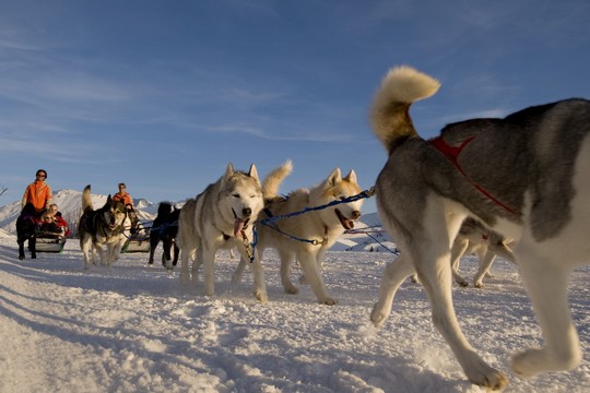 Chiens de traîneaux © Laurent Salino