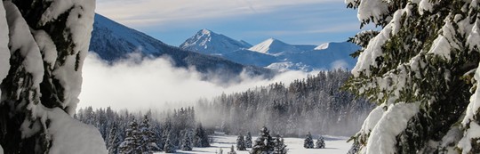 sapins massifs enneigés