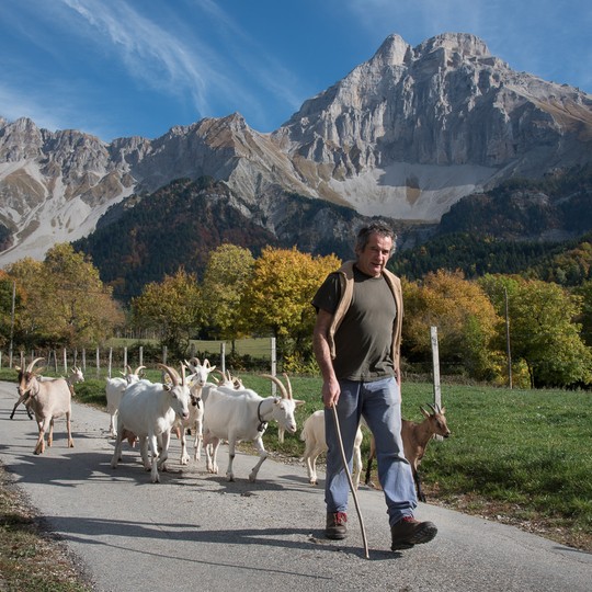 berger brebis montagne