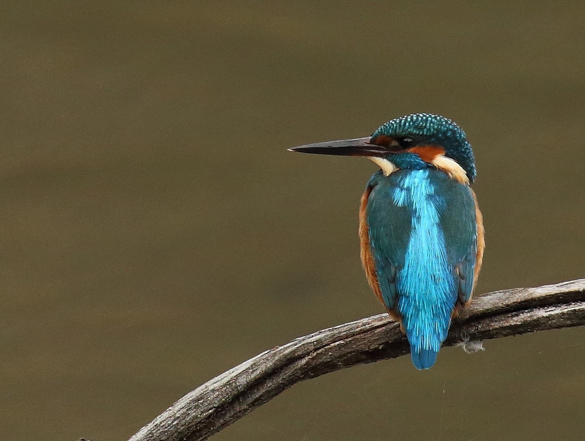 Les oiseaux des Sagnes - Grenoble France