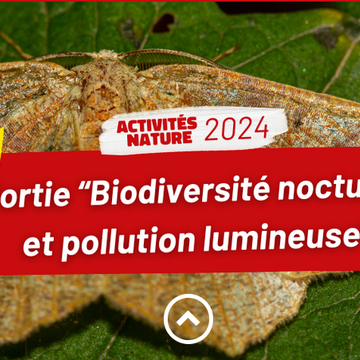 Biodiversité nocturne et pollution lumineuse